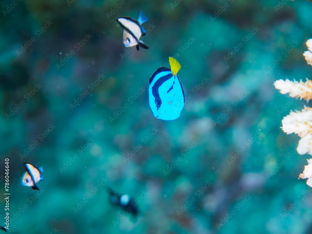 ヒリゾ浜の美しいテーブルサンゴと可愛いナンヨウハギ(ニザダイ科)フタスジリュウキュウスズメダイ、ミツボシクロスズメダイ(スズメダイ科)の幼魚他。
静岡県伊豆半島賀茂郡南伊豆町中木から渡し船で渡るヒリゾ浜にて。
2023年水中撮影。
A Lovely Palette surgeonfish (Paracanthurus hepatus) and Reticulated Dascyllus (D ヒリゾ浜の美しいテーブルサンゴと可愛いナンヨウハギ(ニザダイ科)フタスジリュウキュウスズメダイ、ミツボシクロスズメダイ(スズメダイ科)の幼魚他。
静岡県伊豆半島賀茂郡南伊豆町中木から渡し船で渡るヒリゾ浜にて。
2023年水中撮影。
A Lovely Palette surgeonfish (Paracanthurus hepatus) and Reticulated Dascyllus (D