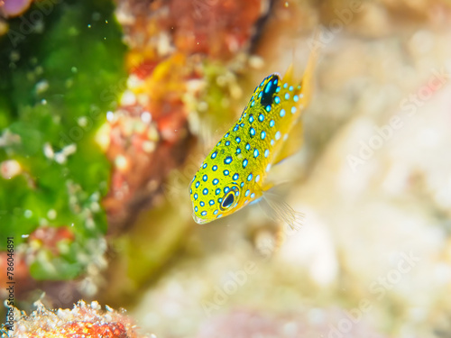 ヒリゾ浜の宝石のように美しいルリホシスズメダイ（スズメダイ科）の幼魚。

静岡県伊豆半島賀茂郡南伊豆町中木から渡し船で渡るヒリゾ浜にて。
2023年水中撮影。


The Beautiful Jewel Damsel (Stegastes lacrymatus) juvenile. 

At Hirizohama beach, by ferry from Nakagi, Minami-Izu-ch photo