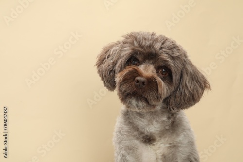 Cute Maltipoo dog on beige background, space for text. Lovely pet