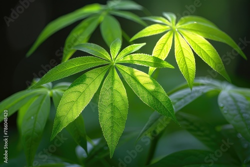 Beautiful green nature background professional photography photo