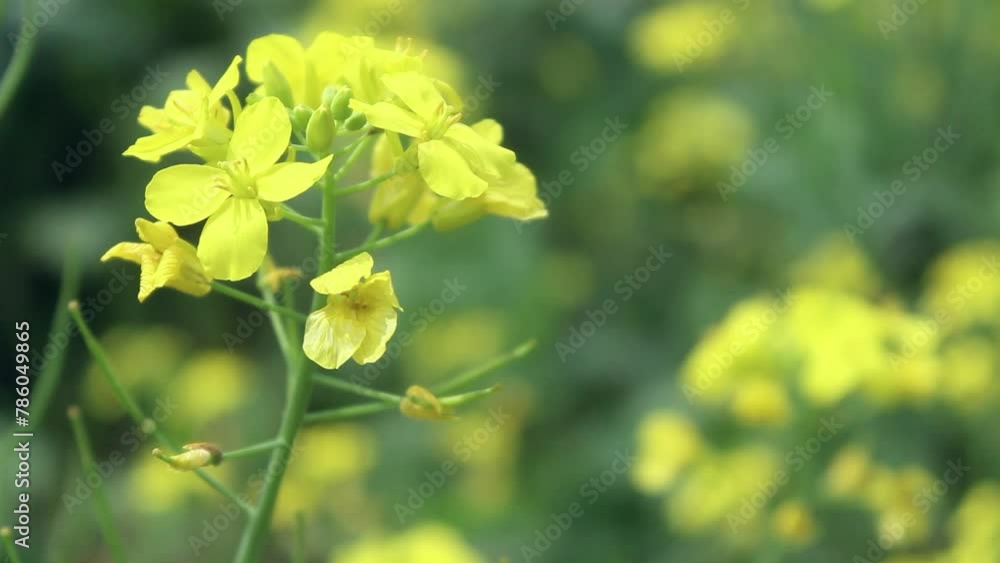 Rapeseed Empty Mirror Rapeseed Empty Mirror