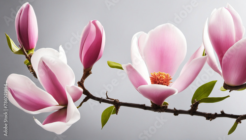 Beautiful blooming magnolia branch isolated on white background 