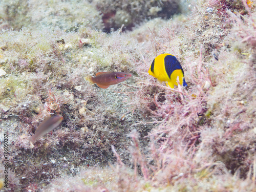 ヒリゾ浜の美しいソメワケヤッコ（キンチャクダイ科）の幼魚他。

静岡県伊豆半島賀茂郡南伊豆町中木から渡し船で渡るヒリゾ浜にて。
2023年水中撮影。


The Beautiful Bicolor angelfish (Centropyge bicolor) juvenile and others. 

At Hirizohama beach, by ferry from Nakagi, Mina photo