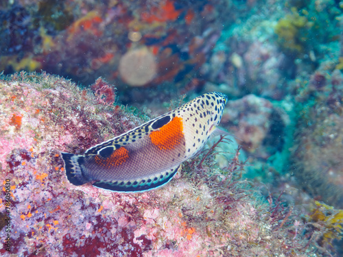                                                                                                                                                          2023                     The Beautiful Clown coris  Coris aygula  juvenile and others.   At Hirizohama beach  by ferry from Nakagi  Minami-Izu-cho   Izu Penins