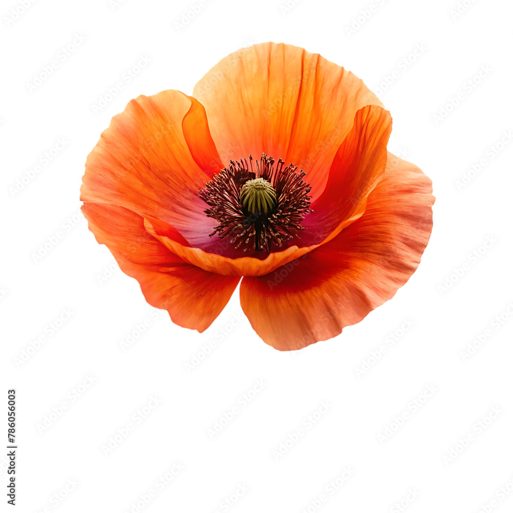Iceland poppy flower isolated on transparent background Iceland poppy flower isolated on transparent background