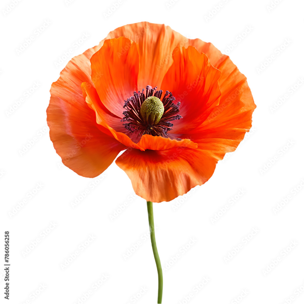 Iceland poppy flower isolated on transparent background Iceland poppy flower isolated on transparent background