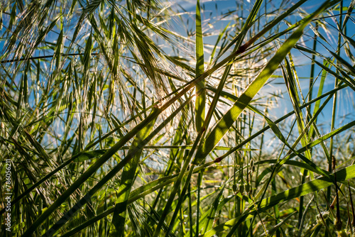Brilho primaveril: Um retrato da natureza em folhagens sob a luz do sol photo