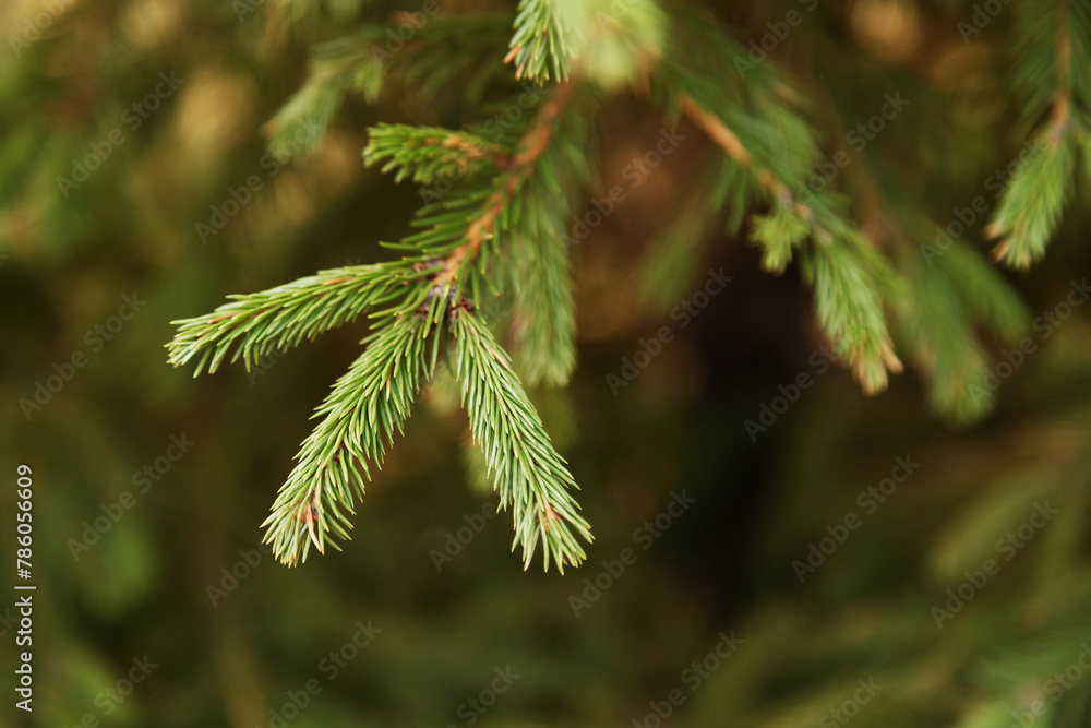 Green spruce branches as a textured background. Green spruce, white spruce or Colorado blue spruce. Green spruce branches as a textured background. Green spruce, white spruce or Colorado blue spruce.