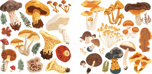 Flat edible forest mushrooms, truffle, chanterelle, porcini and amanita