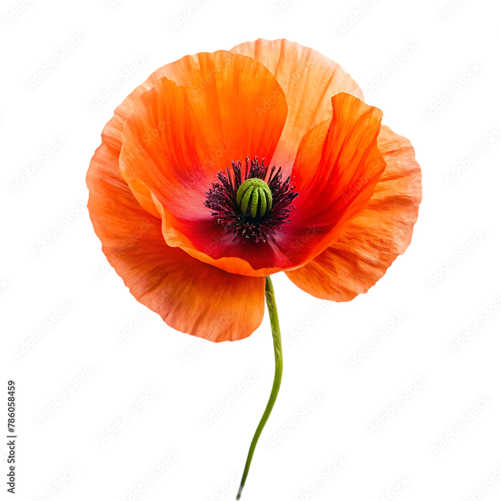 Obraz premium Iceland poppy flower isolated on transparent background