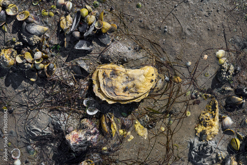 Oyster and Mussel Shells in Mudflats during low Tide in North Sea,Wattenmeer National Park,Germany