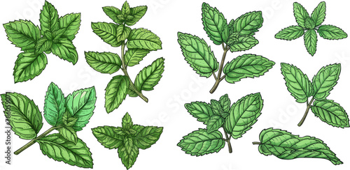 Green mint leaves