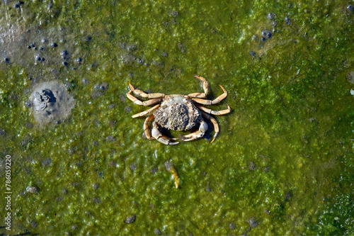 European green crab resp.Carcinus maenas, Wadden Sea, North Sea, Wattenmeer National Park,Germany