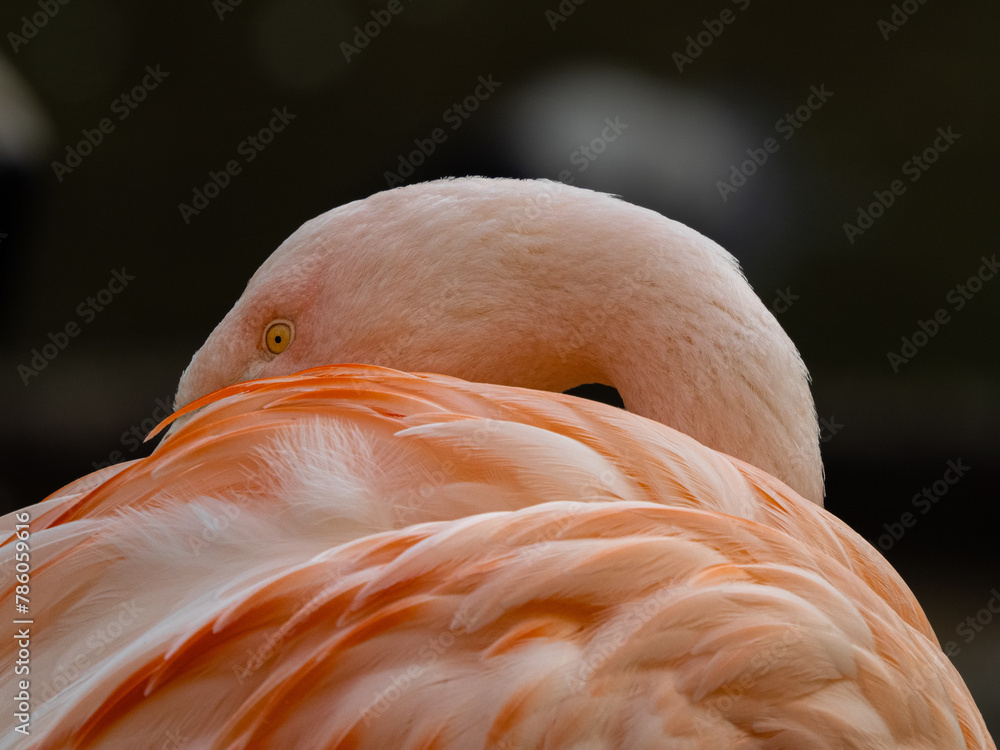 Fototapeta premium Flamingo