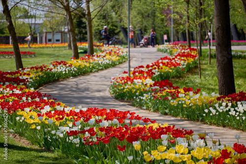 beautiful landscape in the park  arrangement with tulips in spring.