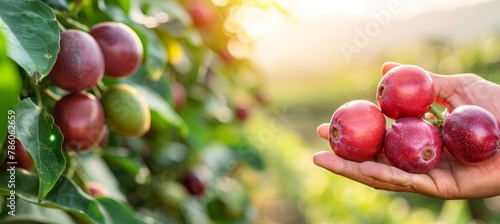 Passion fruit selection  hand holding ripe fruit on blurred background with copy space photo