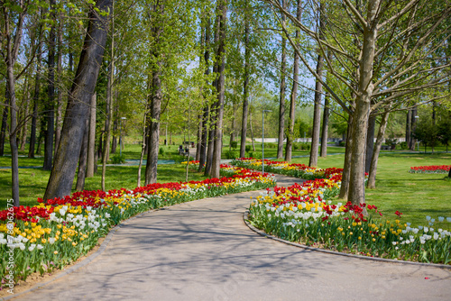 beautiful landscape in the park, arrangement with tulips in spring. © czamfir