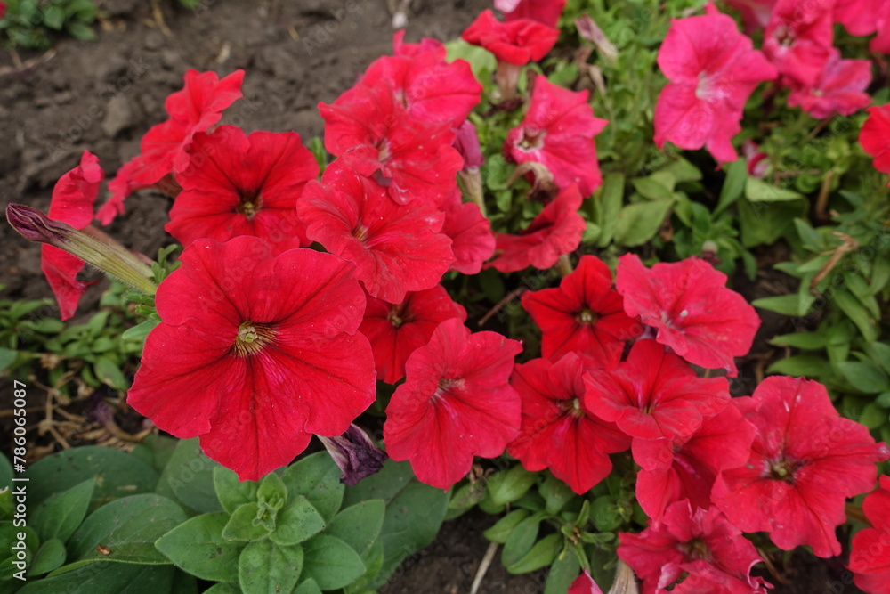 Close shot of red flowers of petunias in August