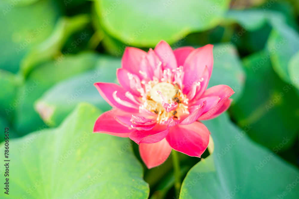 Lotus,Lotus flowers in the evening,Close-up of lotus water lily,Close-up of water lily blooming outdoors,Close-up of lotus water lily, Lotus,Lotus flowers in the evening,Close-up of lotus water lily,Close-up of water lily blooming outdoors,Close-up of lotus water lily,