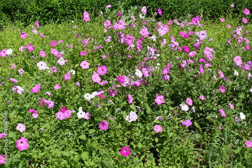 A lot of flowers of petunias in shades of pink in mid July