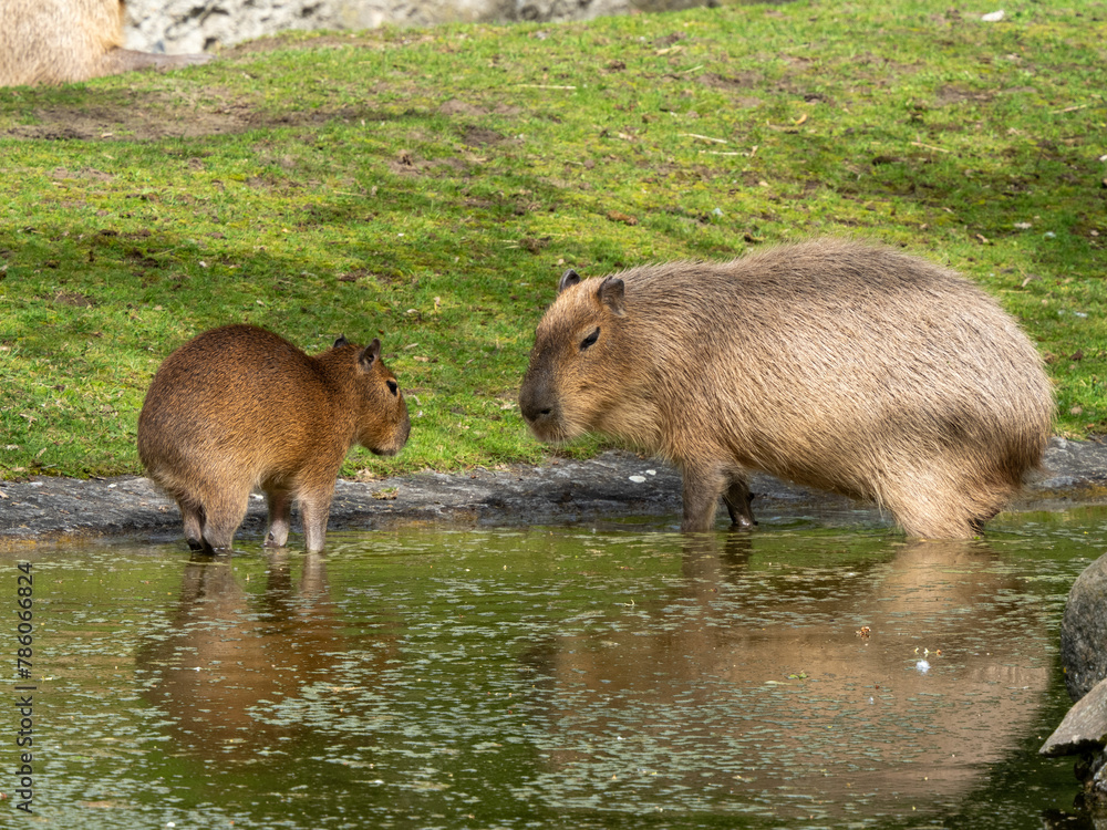Wasserschwein Wasserschwein
