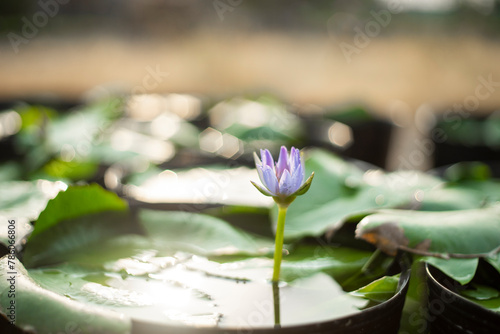 Nymphaeaceae,lakes and swamps, with leaves and flowers floating on the water surface, water lily leaves are round, single leaves, growing alternately. Twisted flowers