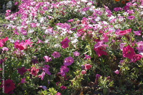 Lots of flowers of petunias in shades of pink in October photo