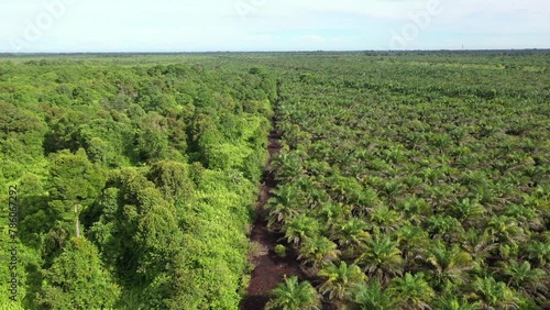 Aerial footage of palm oil plantation At Beaufort Sabah, Borneo. photo