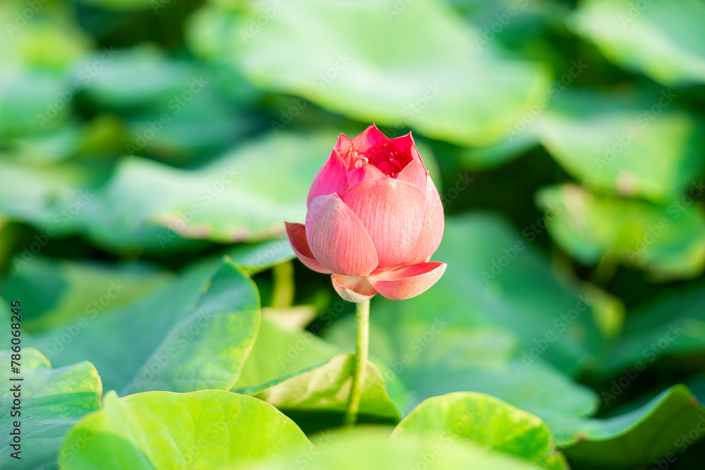 Lotus,Lotus flowers in the evening,Close-up of lotus water lily,Close-up of water lily blooming outdoors,Close-up of lotus water lily,