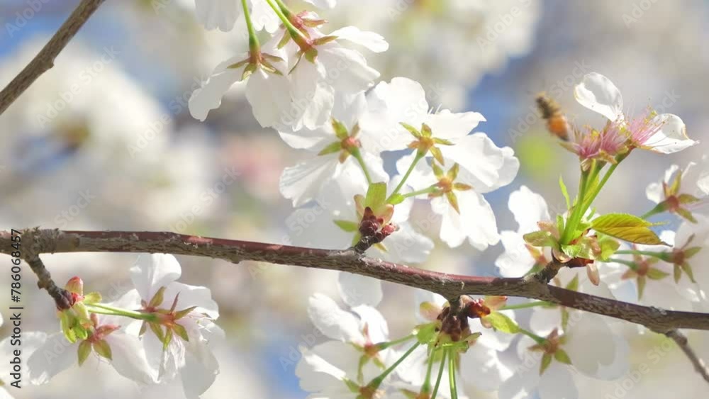 Sunlight leaking through cherry blossoms Sunlight leaking through cherry blossoms