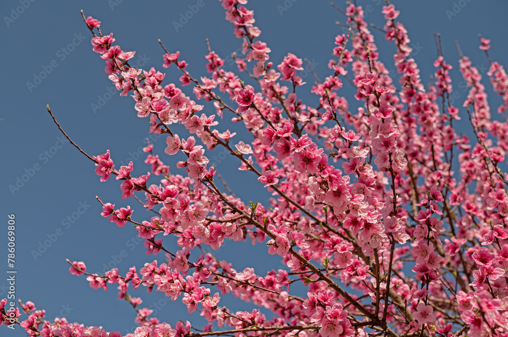Fruit tree with pink flowers blooming in spring. Blue sky background. Fruit tree with pink flowers blooming in spring. Blue sky background.