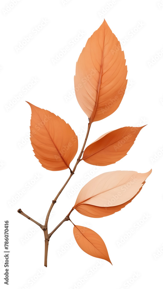 Fototapeta premium Beautiful and simple botanical flower transparent background