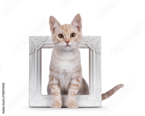 Alert European Shorthair cat kitten, sitting througt white photo frame. Looking to camera with a lot of attitude. Isolated on a white background. photo