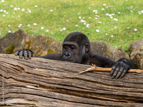 Gorilla photo