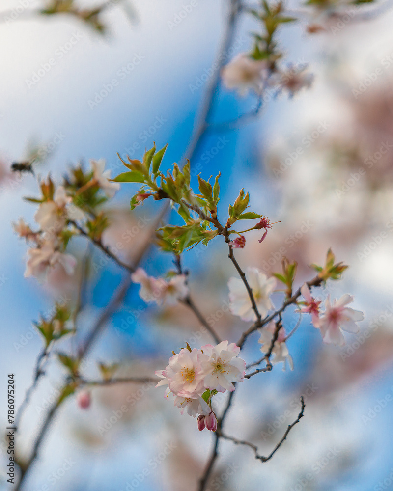 Delicate pink sakura in full bloom. Beautiful petals against the blue sky. Spring nature, bloom, beauty, macro. Bright pink flowers on tree branches. Spring Park Delicate pink sakura in full bloom. Beautiful petals against the blue sky. Spring nature, bloom, beauty, macro. Bright pink flowers on tree branches. Spring Park