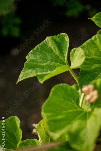 Lagenaria siceraria,Lagenaria siceraria are many varieties grown, differing by the shape and size of the fruit, such as:The fruit of Lagenaria siceraria is cylindrical, long (sometimes up to 1 meter  © MR KIM