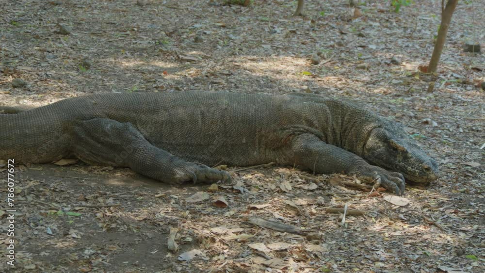 Komodo dragon lies on the ground, showcasing its prehistoric allure. Pan left shot. Komodo dragon lies on the ground, showcasing its prehistoric allure. Pan left shot.