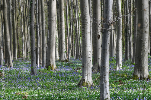 Floraison de printemps jacinthes bois de Halle Hal Belgique 