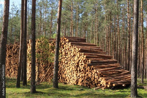 Holzpolter am Waldrand