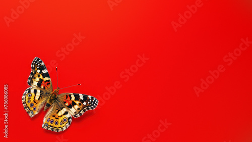 A single butterfly with intricate wing patterns captured on a bold red background, highlighting the contrast and details photo