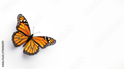A captivating Monarch butterfly isolated on a white background  highlighting its iconic orange and black pattern