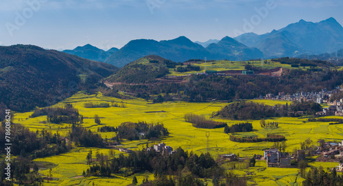 Aerial view of Canola field in Luoping, Yunnan, China photo