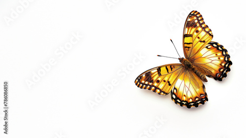 Detailed view of a butterfly with its wings fully open, resting on a pure white background for stark contrast