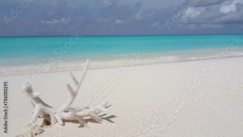 White Staghorn coral on the sandy beach on the island in Asia