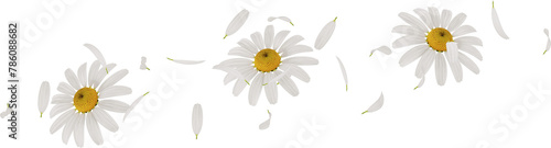 flying chamomile or daisy petals in the air