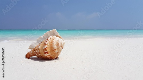 Closeup shot of a seashell on the sand in the Maldives