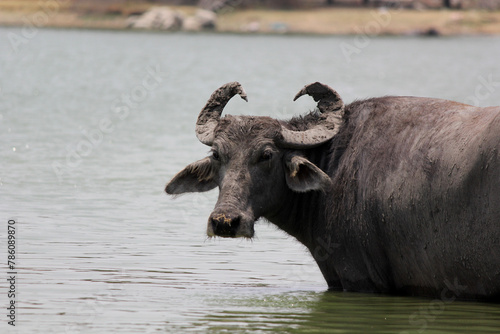 close up shot of buffalo italian buffalo and indian buffalo at water lake  © somasekhar