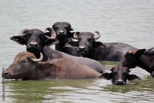close up shot of buffalo italian buffalo and indian buffalo at water lake  © somasekhar