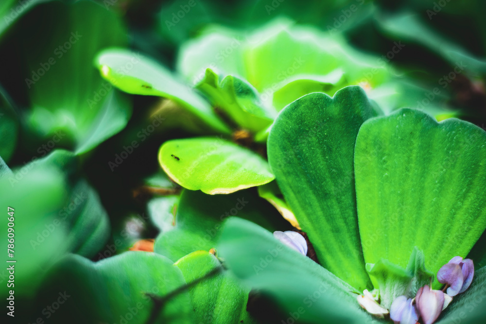 Pistia stratiotes is a herbaceous plant that grows on the surface of the water and has no stems. The roots of Pistia stratiotes are submerged in water..Pistia stratiotes L. Pistia stratiotes is a herbaceous plant that grows on the surface of the water and has no stems. The roots of Pistia stratiotes are submerged in water..Pistia stratiotes L.