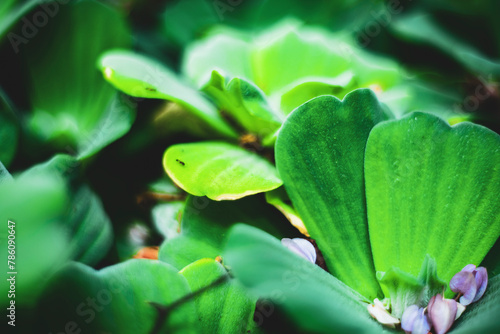 Pistia stratiotes is a herbaceous plant that grows on the surface of the water and has no stems. The roots of Pistia stratiotes are submerged in water..Pistia stratiotes L. photo